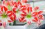Indoor Amaryllis Kit – Spartacus – Red and White